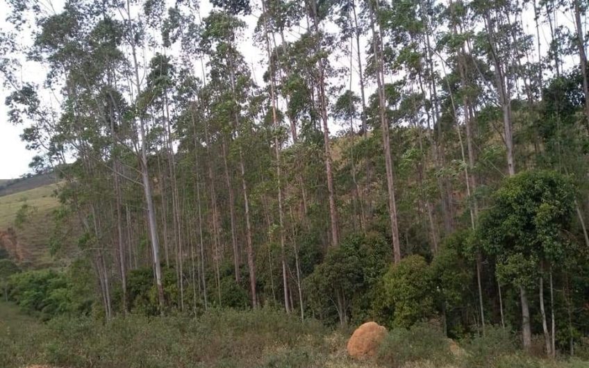 Fazenda Pedro Alves, Estrada de São João da Serra