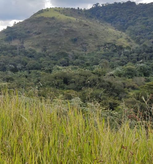 Mantiqueira
