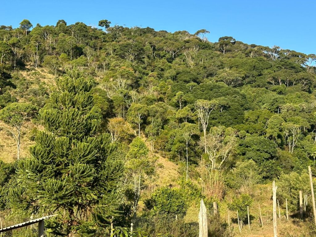 Campo Alegre