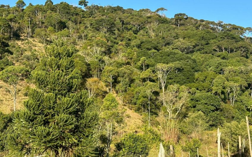 Campo Alegre